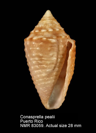 Conasprella pealii.jpg - Conasprella pealii (Green,1830)